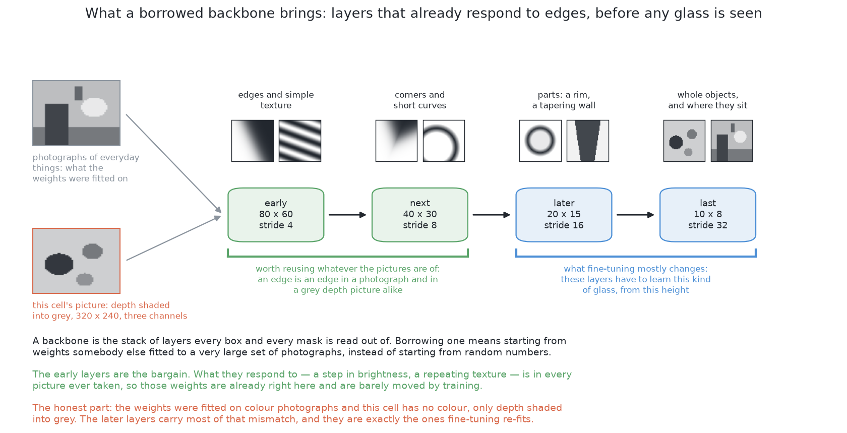 The early layers of the borrowed model answer to edges and simple texture, which a grey picture shaded from depth holds as much of as a photograph, so they transfer almost untouched; the later layers carry the judgement fitted to colour and texture this cell does not render, and those are the ones training has to re-fit.